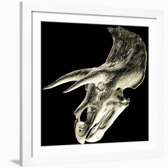 Triceratops Dinosaur Skull-Smithsonian Institute-Framed Photographic Print