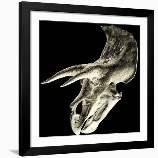 Triceratops Dinosaur Skull-Smithsonian Institute-Framed Photographic Print