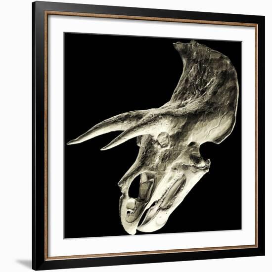 Triceratops Dinosaur Skull-Smithsonian Institute-Framed Photographic Print