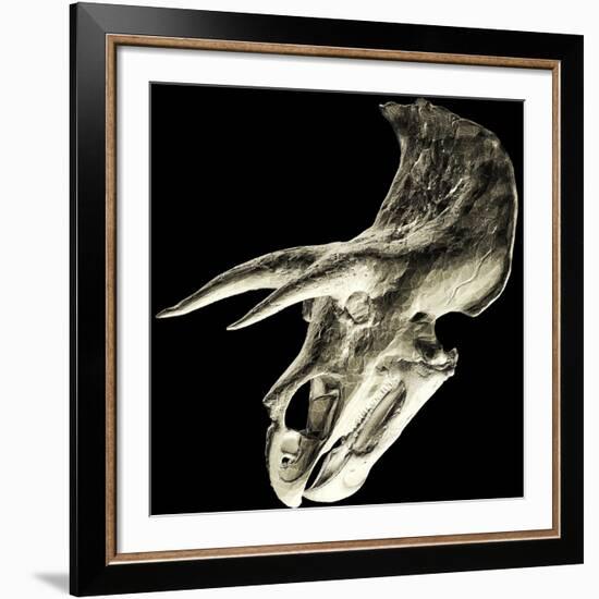 Triceratops Dinosaur Skull-Smithsonian Institute-Framed Photographic Print