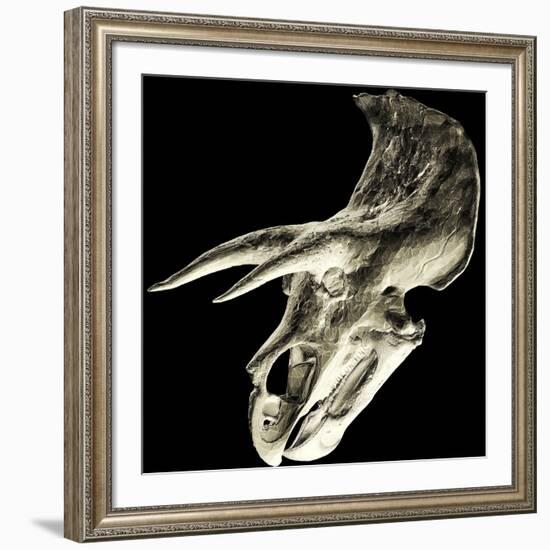 Triceratops Dinosaur Skull-Smithsonian Institute-Framed Photographic Print