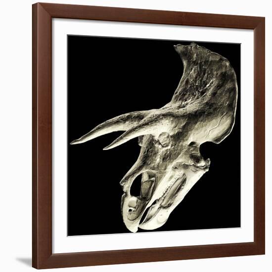 Triceratops Dinosaur Skull-Smithsonian Institute-Framed Photographic Print