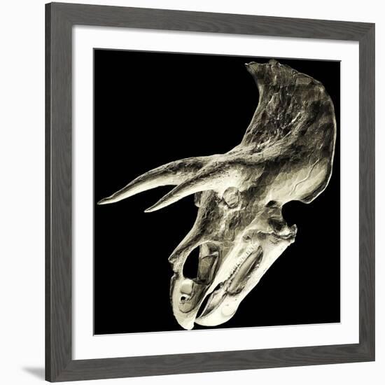 Triceratops Dinosaur Skull-Smithsonian Institute-Framed Photographic Print