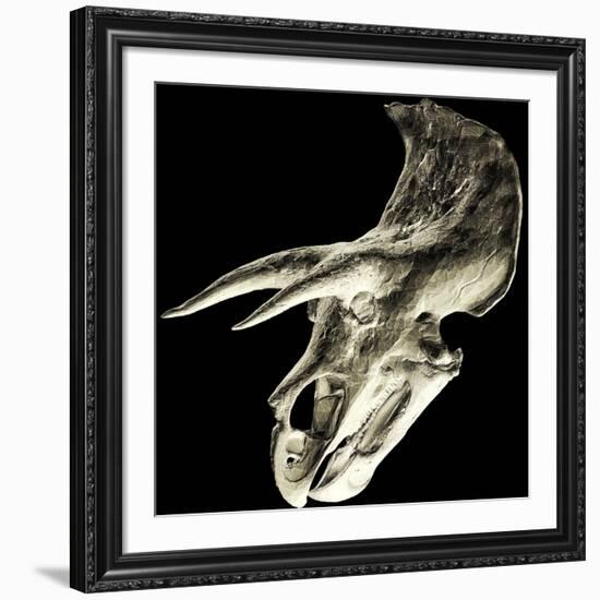 Triceratops Dinosaur Skull-Smithsonian Institute-Framed Photographic Print