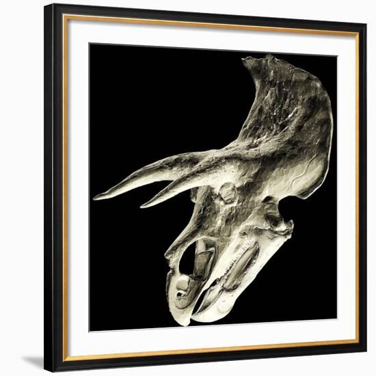 Triceratops Dinosaur Skull-Smithsonian Institute-Framed Photographic Print