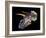 Triceratops Dinosaur Skull-Smithsonian Institute-Framed Photographic Print