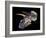 Triceratops Dinosaur Skull-Smithsonian Institute-Framed Photographic Print