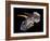 Triceratops Dinosaur Skull-Smithsonian Institute-Framed Photographic Print