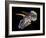 Triceratops Dinosaur Skull-Smithsonian Institute-Framed Photographic Print