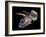 Triceratops Dinosaur Skull-Smithsonian Institute-Framed Photographic Print