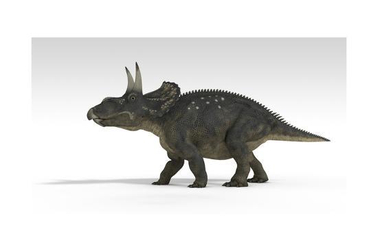 triceratops dinosaur white background art print by art com