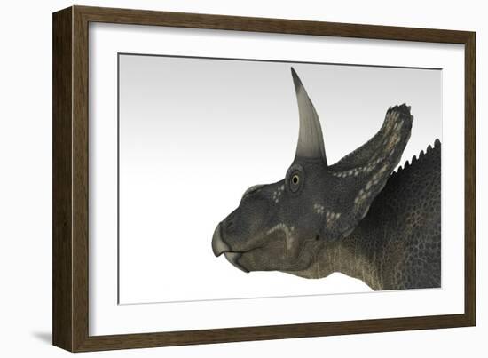 Triceratops Dinosaur, White Background-null-Framed Premium Giclee Print