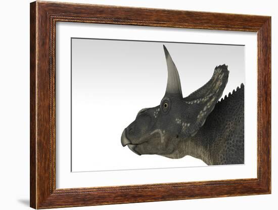 Triceratops Dinosaur, White Background-null-Framed Premium Giclee Print