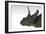 Triceratops Dinosaur, White Background-null-Framed Premium Giclee Print