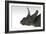 Triceratops Dinosaur, White Background-null-Framed Premium Giclee Print