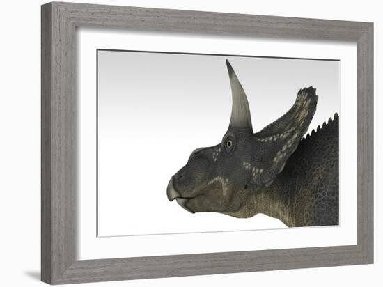 Triceratops Dinosaur, White Background-null-Framed Art Print