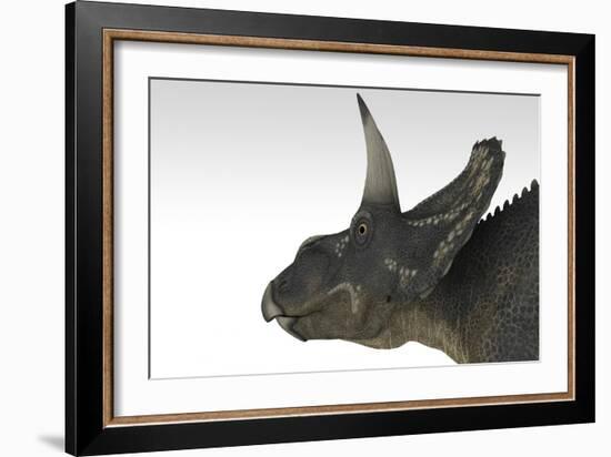 Triceratops Dinosaur, White Background-null-Framed Art Print