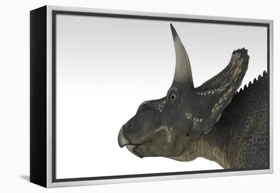 Triceratops Dinosaur, White Background-null-Framed Stretched Canvas