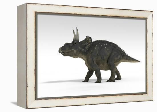 Triceratops Dinosaur, White Background-null-Framed Stretched Canvas