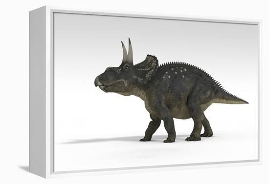 Triceratops Dinosaur, White Background-null-Framed Stretched Canvas