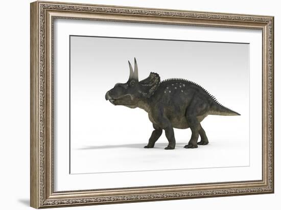 Triceratops Dinosaur, White Background-null-Framed Art Print