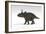 Triceratops Dinosaur, White Background-null-Framed Art Print