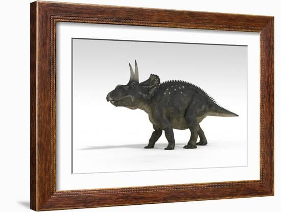 Triceratops Dinosaur, White Background-null-Framed Art Print