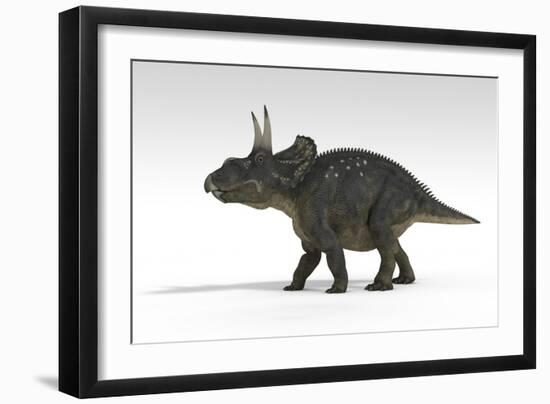 Triceratops Dinosaur, White Background-null-Framed Art Print