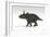 Triceratops Dinosaur, White Background-null-Framed Art Print