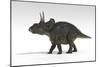 Triceratops Dinosaur, White Background-null-Mounted Art Print
