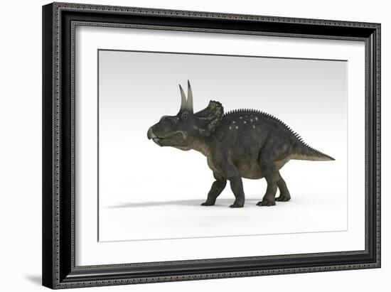 Triceratops Dinosaur, White Background-null-Framed Art Print