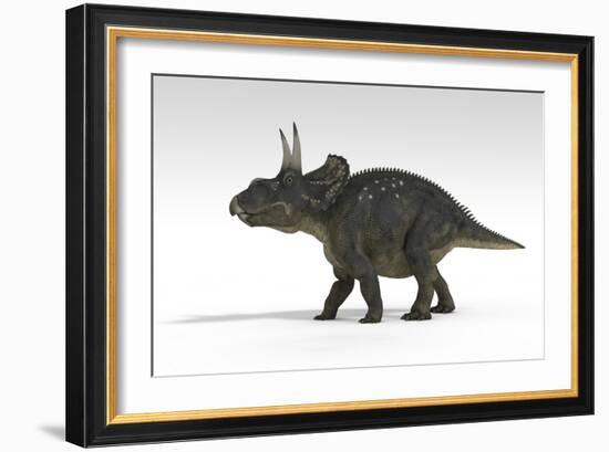 Triceratops Dinosaur, White Background-null-Framed Art Print