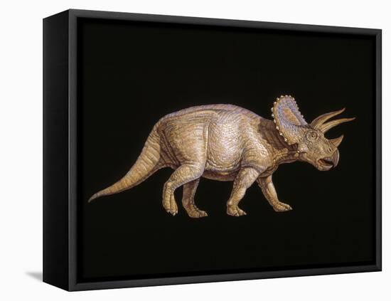 Triceratops Dinosaur-Joe Tucciarone-Framed Premier Image Canvas