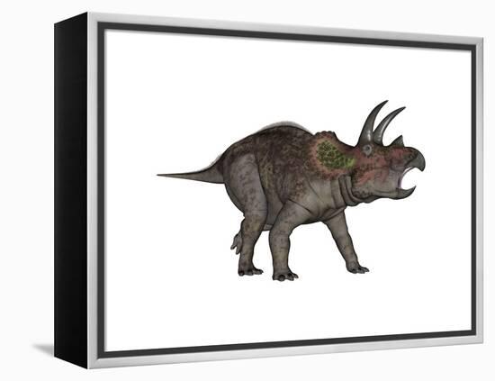 Triceratops Dinosaur-Stocktrek Images-Framed Stretched Canvas