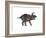 Triceratops Dinosaur-Stocktrek Images-Framed Art Print
