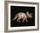 Triceratops Dinosaur-Joe Tucciarone-Framed Photographic Print