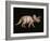 Triceratops Dinosaur-Joe Tucciarone-Framed Photographic Print