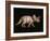 Triceratops Dinosaur-Joe Tucciarone-Framed Photographic Print