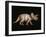 Triceratops Dinosaur-Joe Tucciarone-Framed Photographic Print