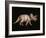 Triceratops Dinosaur-Joe Tucciarone-Framed Photographic Print