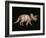 Triceratops Dinosaur-Joe Tucciarone-Framed Photographic Print