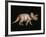 Triceratops Dinosaur-Joe Tucciarone-Framed Photographic Print