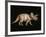 Triceratops Dinosaur-Joe Tucciarone-Framed Photographic Print