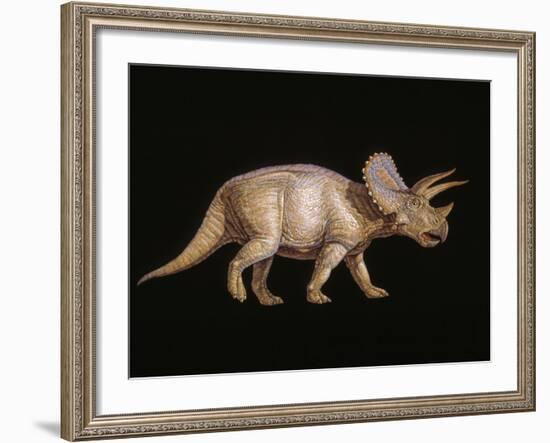 Triceratops Dinosaur-Joe Tucciarone-Framed Photographic Print