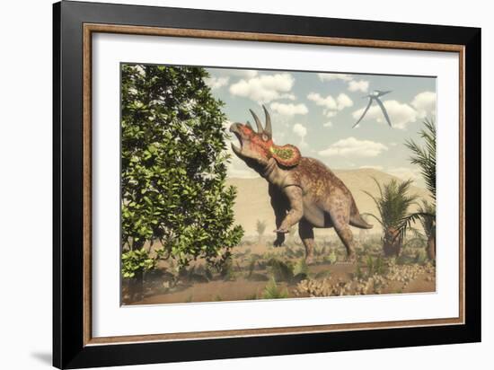 Triceratops Grazing on a Magnolia Tree-Stocktrek Images-Framed Art Print
