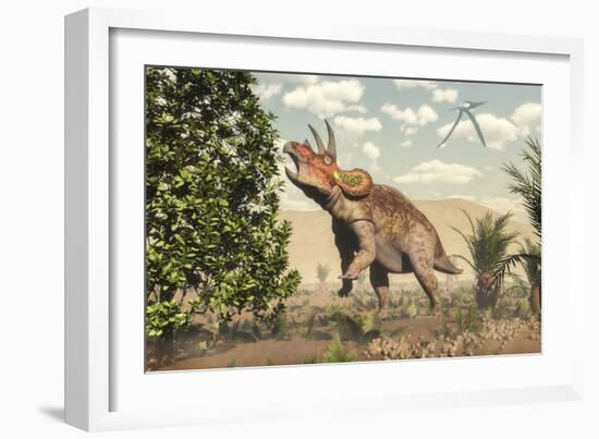 Triceratops Grazing on a Magnolia Tree-Stocktrek Images-Framed Art Print