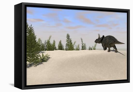 Triceratops Roaming a Prehistoric Landscape-null-Framed Stretched Canvas