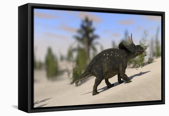 Triceratops Roaming a Prehistoric Landscape-null-Framed Stretched Canvas