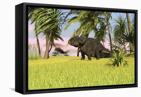 Triceratops Roaming a Tropical Environment-null-Framed Stretched Canvas