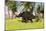 Triceratops Roaming a Tropical Environment-null-Mounted Art Print